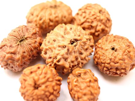 1 Mukhi Rudraksha