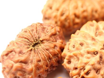 2 Mukhi Rudraksha