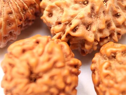 4 Mukhi Rudraksha