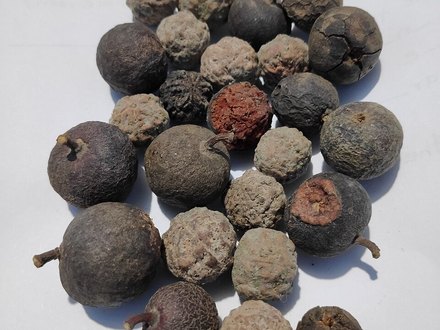 5 Mukhi Rudraksha