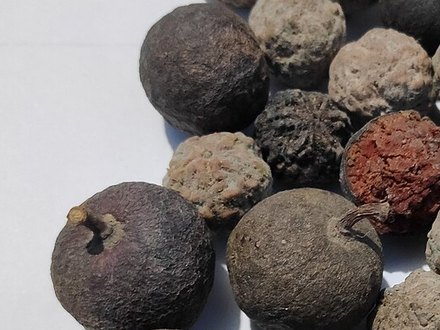 6 Mukhi Rudraksha