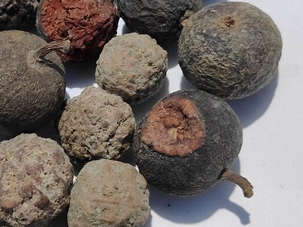 7 Mukhi Rudraksha