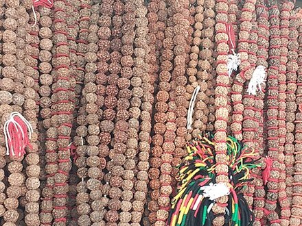 9 Mukhi Rudraksha