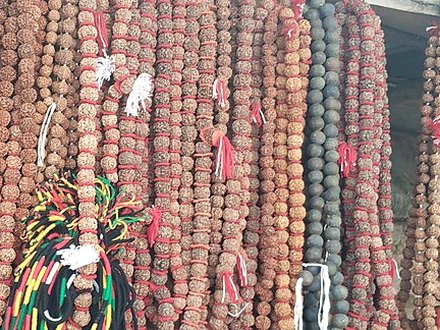 10 Mukhi Rudraksha
