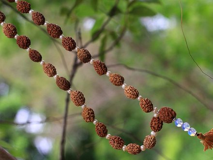 11 Mukhi Rudraksha
