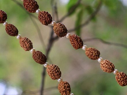 12 Mukhi Rudraksha