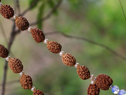 13 Mukhi Rudraksha