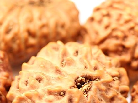 14 Mukhi Rudraksha