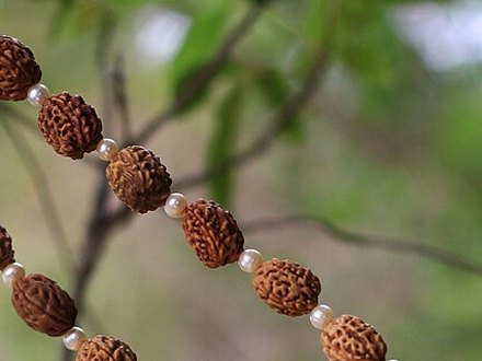 Gauri Shankar Rudraksha